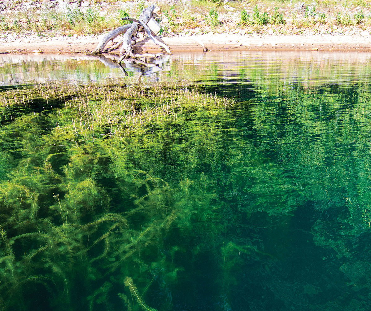 weeds begin to recede