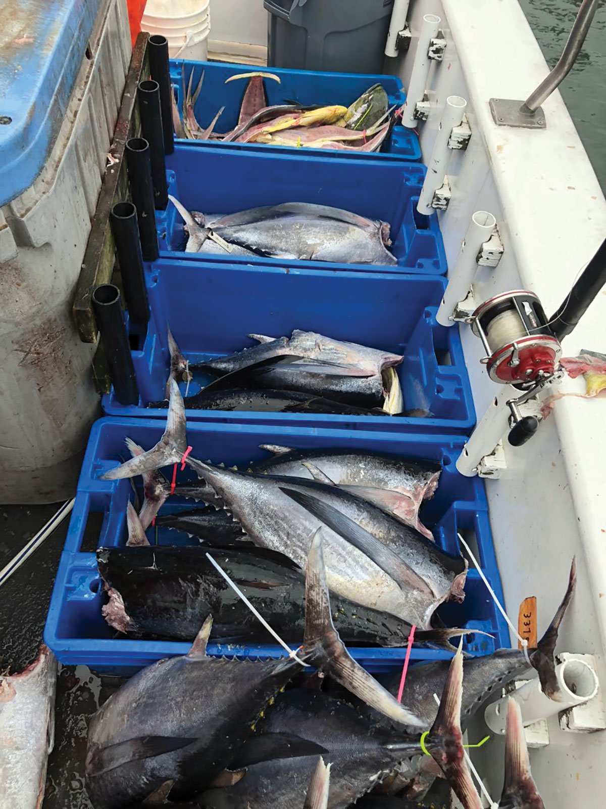 longfin albacore and mahi