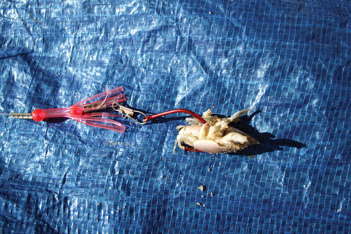 Sand crabs or mole crabs