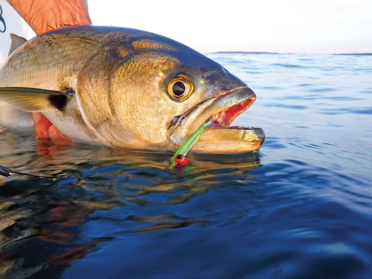 Bluefish Bonanza: Millstone on the Fly - The Fisherman