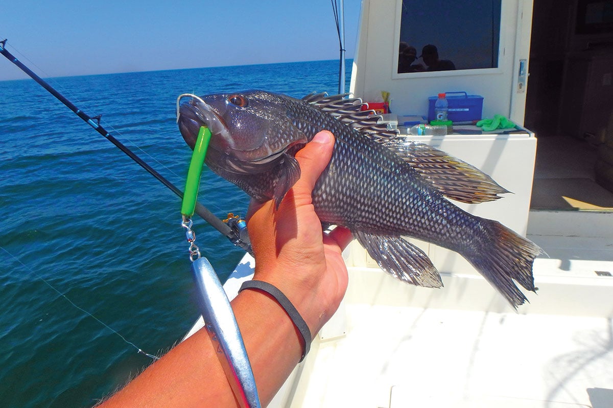 AVA jig and colored tail