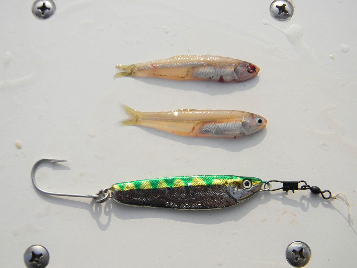 bay anchovies