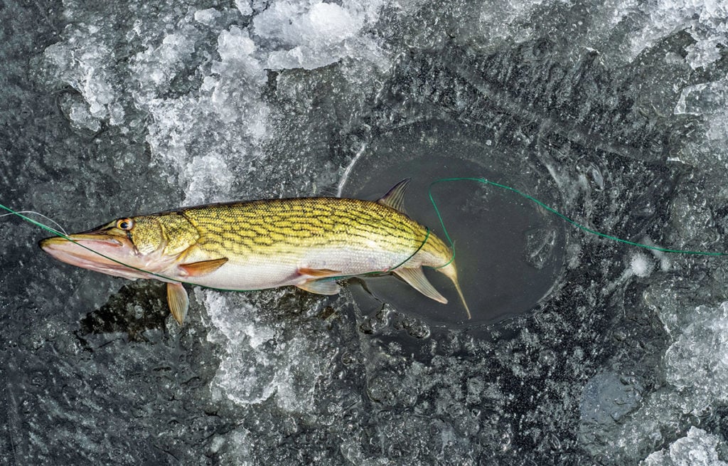 Five-inch thick “black ice” cut by a power auger resulted in this pickerel.