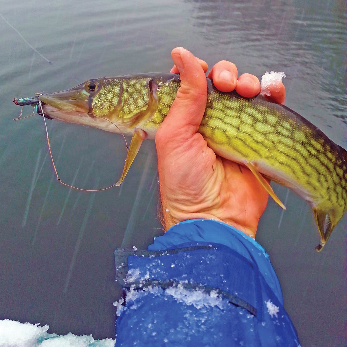 Pickerel on the Fly: An Underappreciated Fishery - The Fisherman