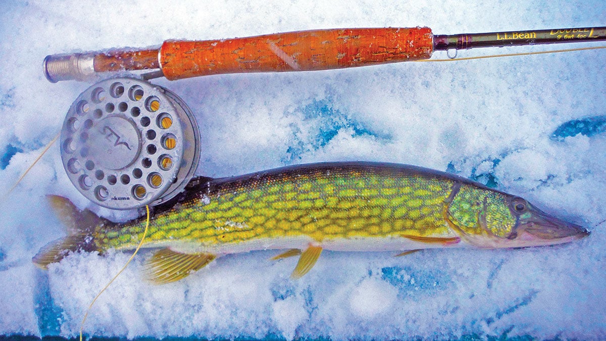 Flies are a great option when targeting December pickerel,