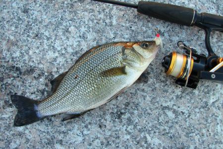 this cousin of the striped bass is a great off-season target.