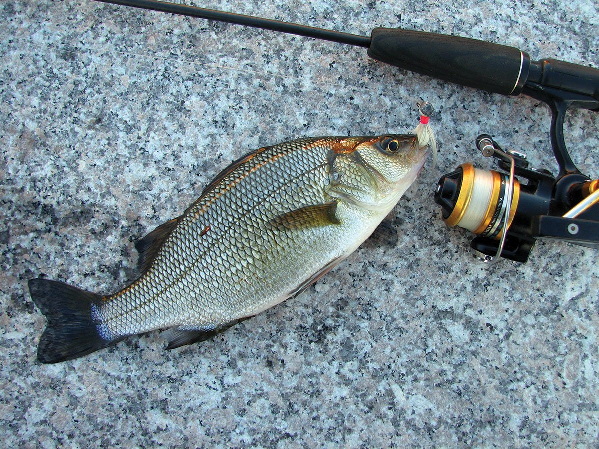 this cousin of the striped bass is a great off-season target.