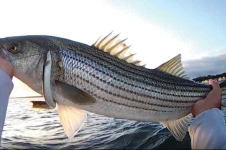 Persistence pays off. Notice the cut tail – a bluefish missed the bait.