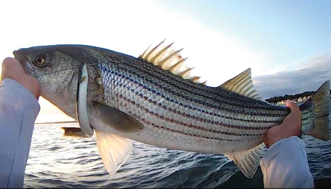 Persistence pays off. Notice the cut tail – a bluefish missed the bait.