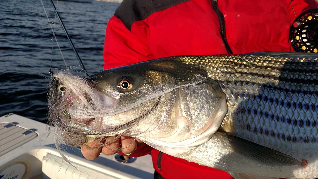 Big bass like big flies, just so long as you keep the author’s advice in mind regarding color, profile and retrieve. 