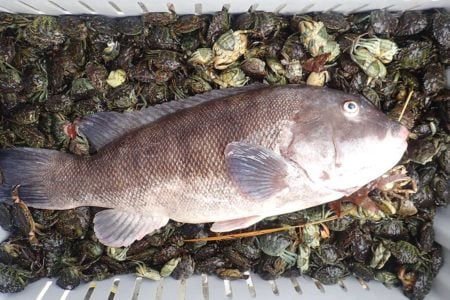Most boats sailing for tautog this month will include the green crabs for bait, others may also have a few white leggers available in the mix often for an additional price.