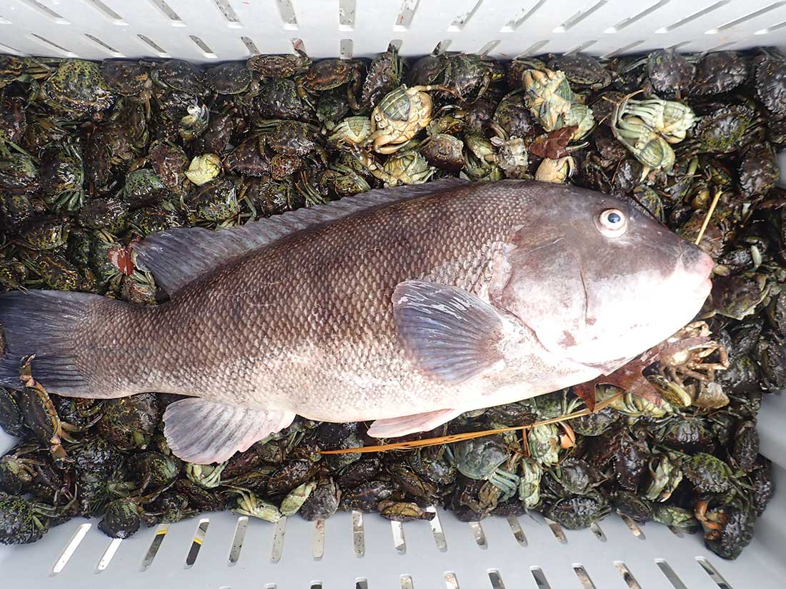  Most boats sailing for tautog this month will include the green crabs for bait, others may also have a few white leggers available in the mix often for an additional price. 