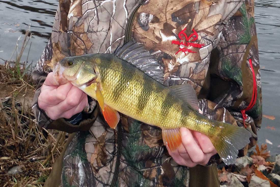 Small but feisty, yellow perch will aggressively attack live bait, spinners, spoons, and jigs during the winter months. 