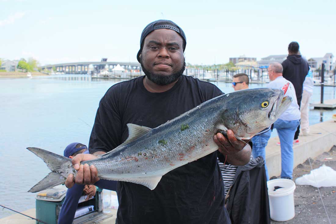 The Fisherman reader Richard Brown came out to Belmar Marina’s Fishing Pier from East Brunswick after reading reports of a bluefish invasion and did well with blues to 8+ pounds on every other cast using an SP Minnow last May.