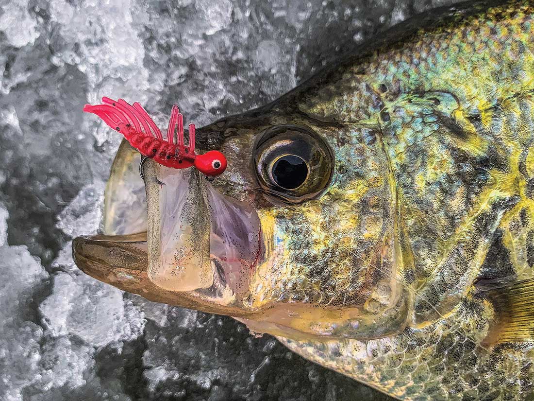 Insect larva are a natural forage of winter panfish, and the Gamma Scud can be deadly when fish are found digging in bottom sediment. 