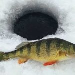 This good-sized perch was duped by pounding a small jig in the mud, pulling the fish in from a distance as it was attracted by both sight and sound.