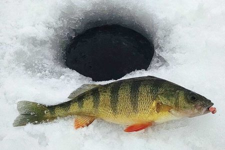 This good-sized perch was duped by pounding a small jig in the mud, pulling the fish in from a distance as it was attracted by both sight and sound.