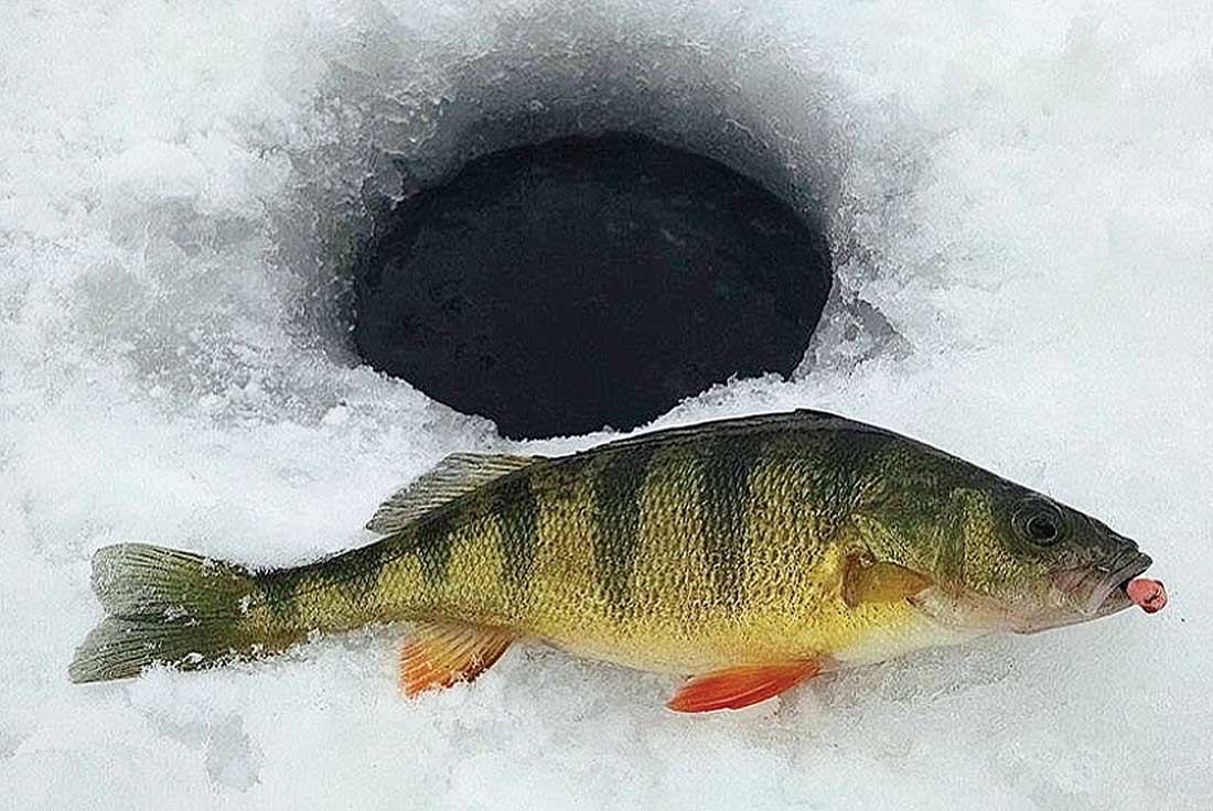 This good-sized perch was duped by pounding a small jig in the mud, pulling the fish in from a distance as it was attracted by both sight and sound. 