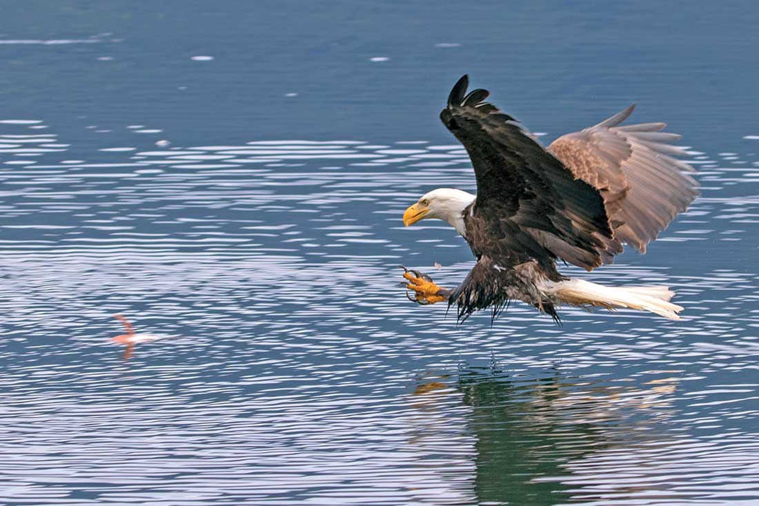 Bald eagles soaring