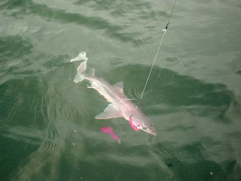 Not the target of the author on this outing, he still got ‘smoked’ when this dogfish latched onto his cod teaser.