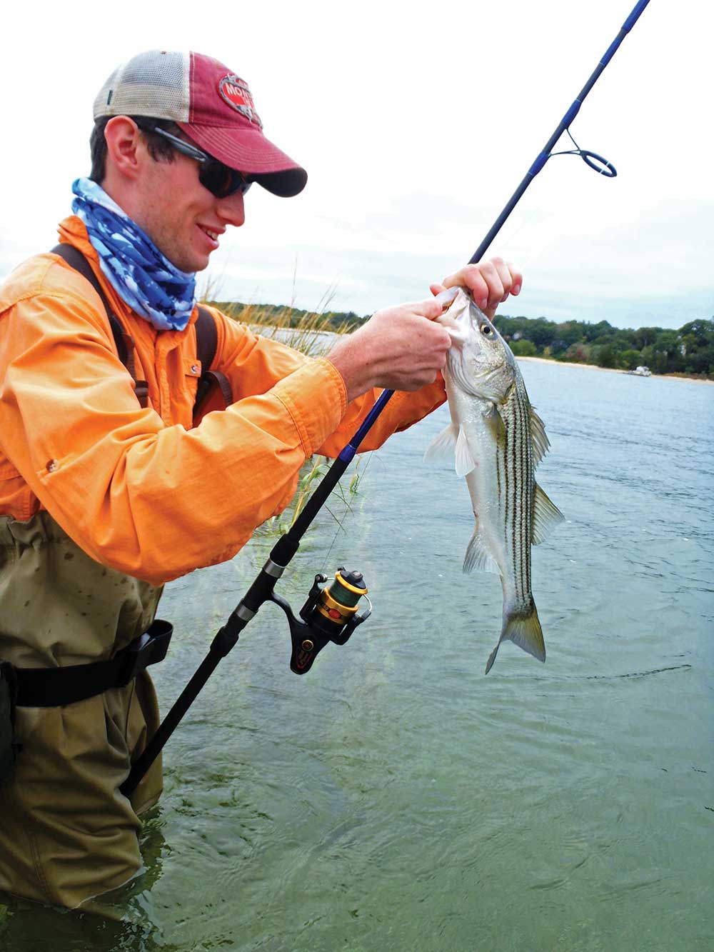 School stripers dominate early spring catches, but offer lots of fun on light tackle. 