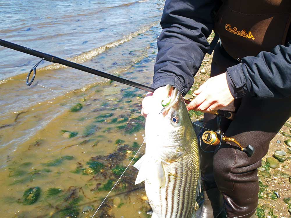 Once in a while a heftier fish is caught using slightly larger and bulkier lures. 