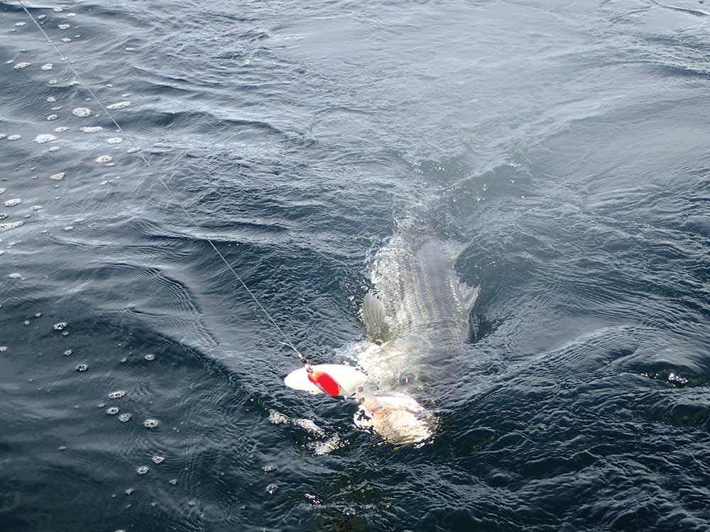 A striped bass coming to the boat on a Maja spoon trolled behind wire. “I like about 25 feet of 80-pound test monofilament leader going to the spoon,” noted Capt. Scott Newhall.