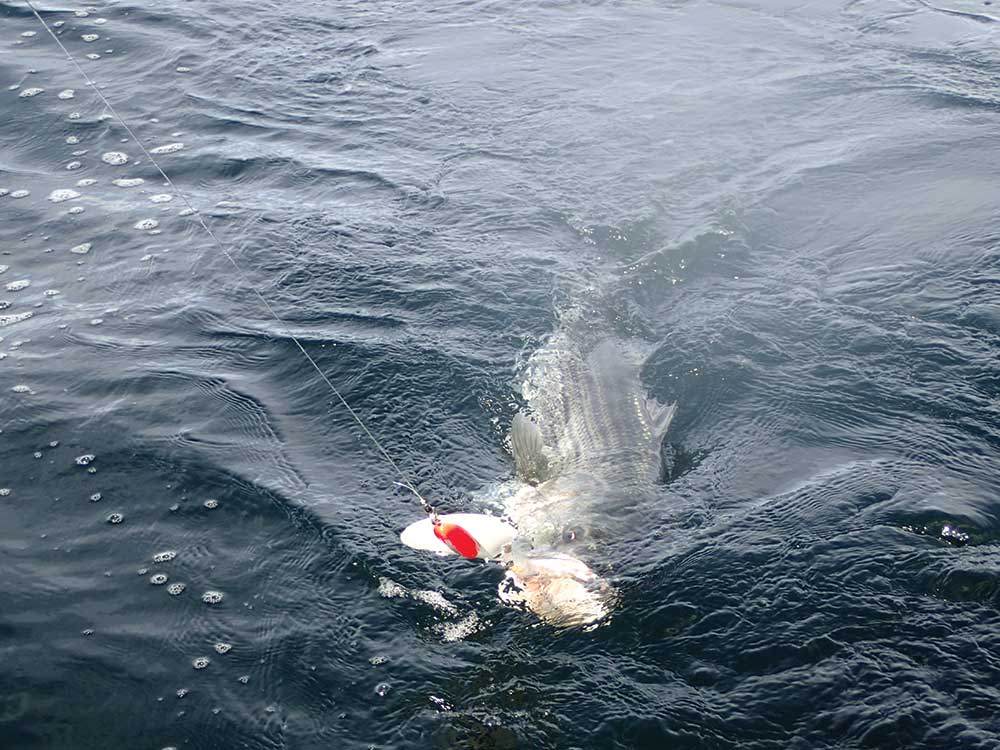  A striped bass coming to the boat on a Maja spoon trolled behind wire. “I like about 25 feet of 80-pound test monofilament leader going to the spoon,” noted Capt. Scott Newhall. 