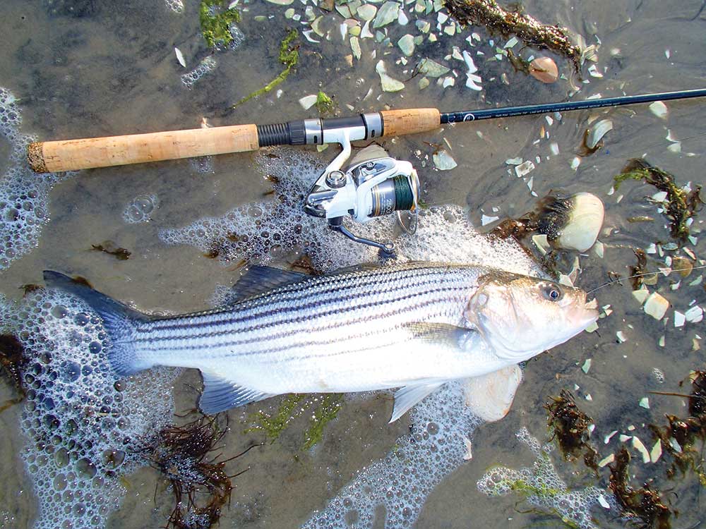 Bank on spring stripers this month