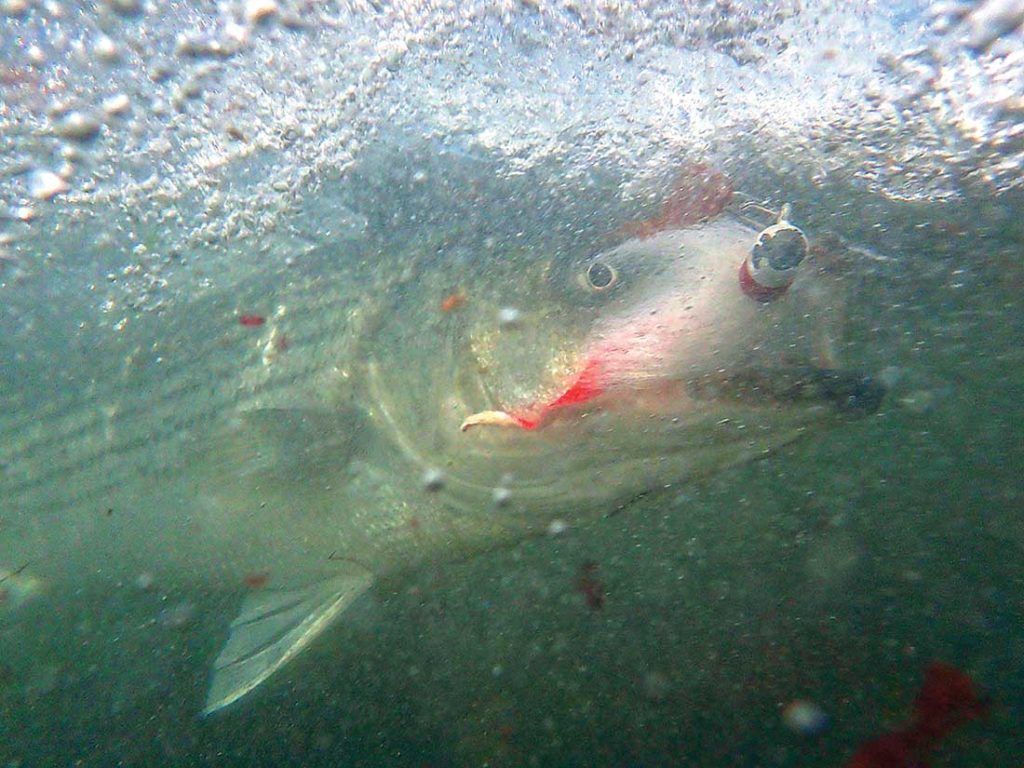 The bucktail jig