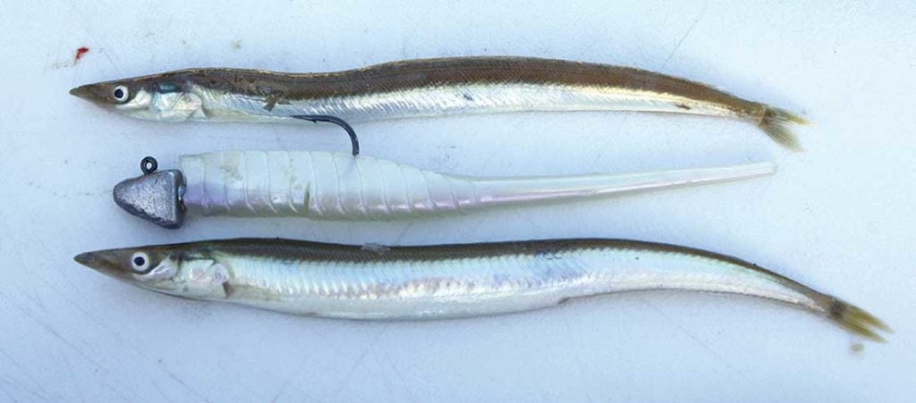 The sand lance or lesser sand eel