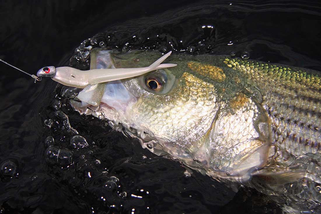 Soft plastics are a sure-fire way to hook up with April stripers!