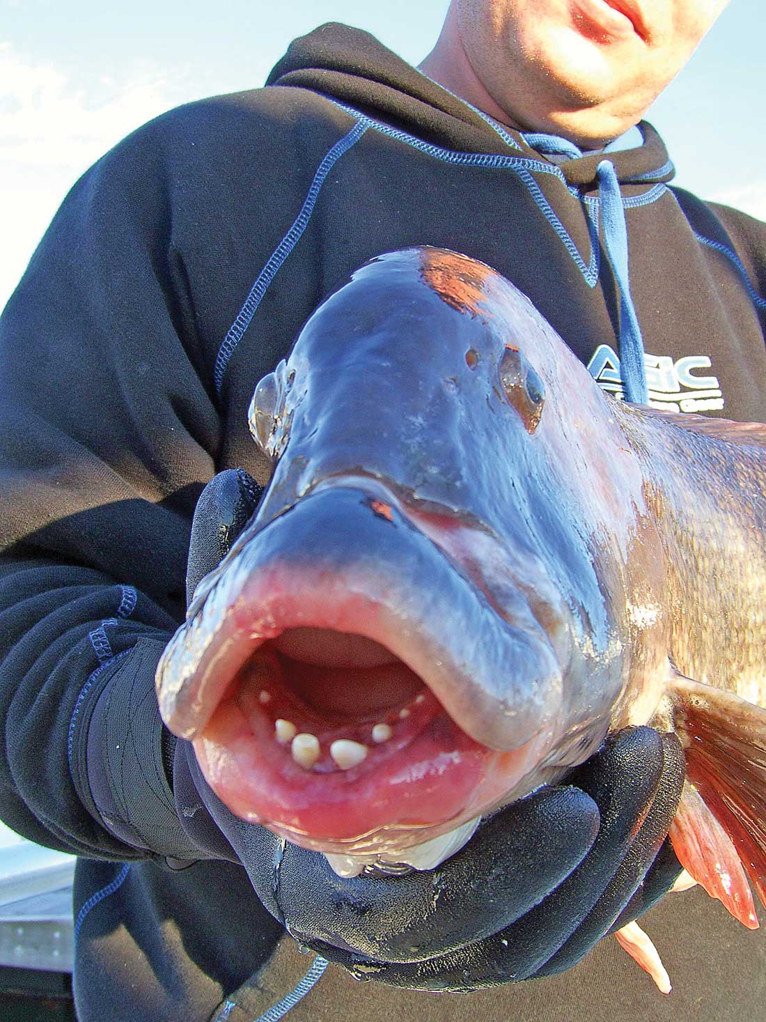 A tautog’s teeth are designed for crushing shellfish and mussels