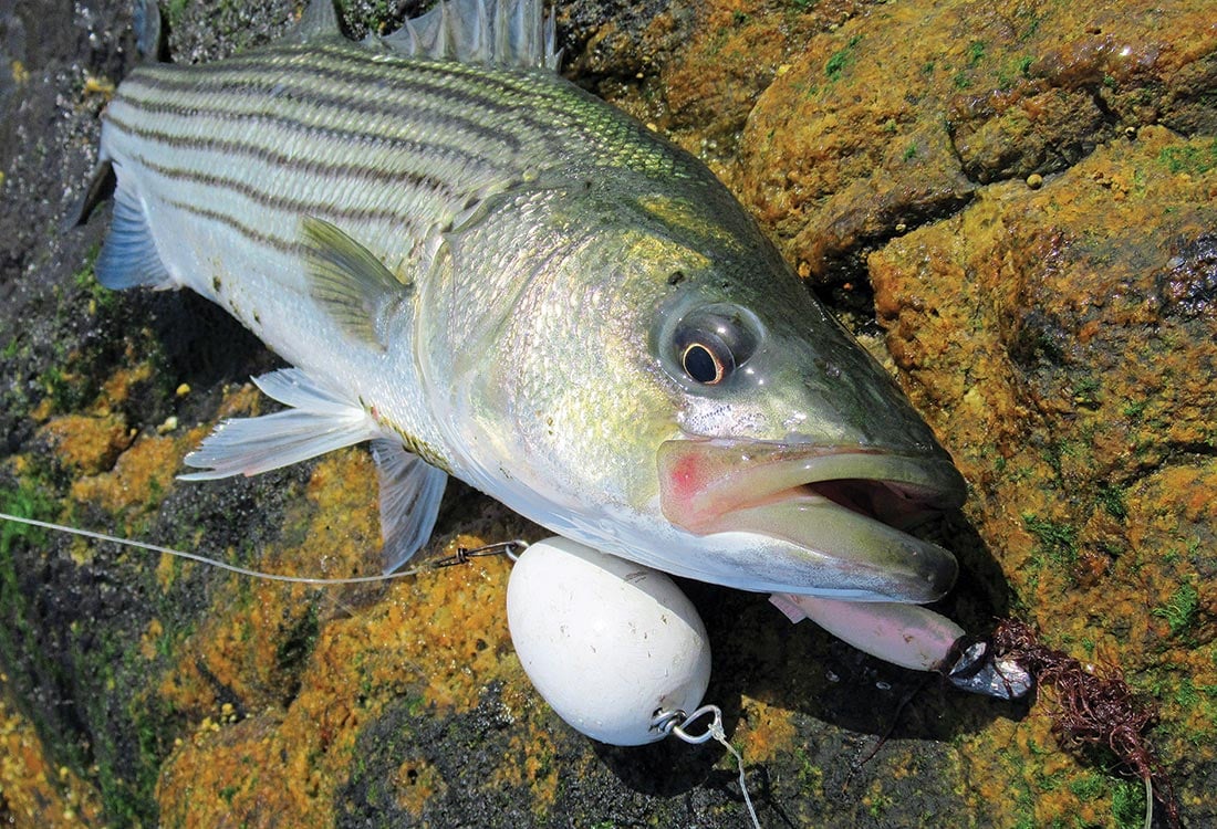 When fishing shallow, rocky areas, consider using a float and jig