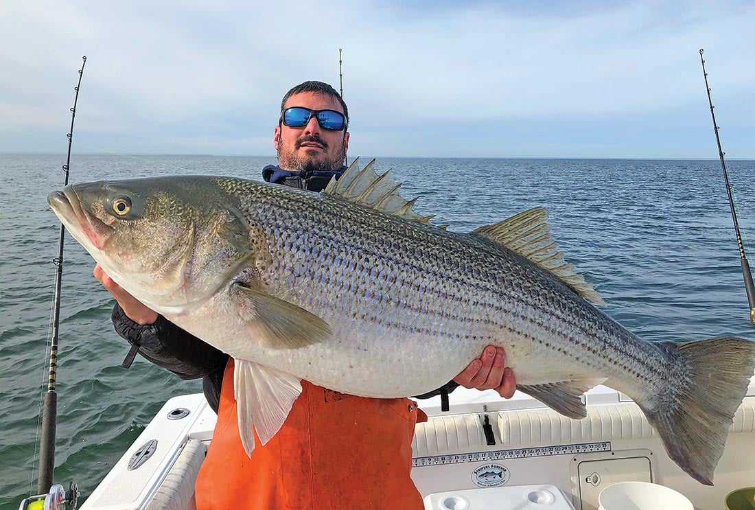 Some of the very largest stripers boated by the Tyman team each season are January and February cows caught off of Virginia while slow-trolling eels. 