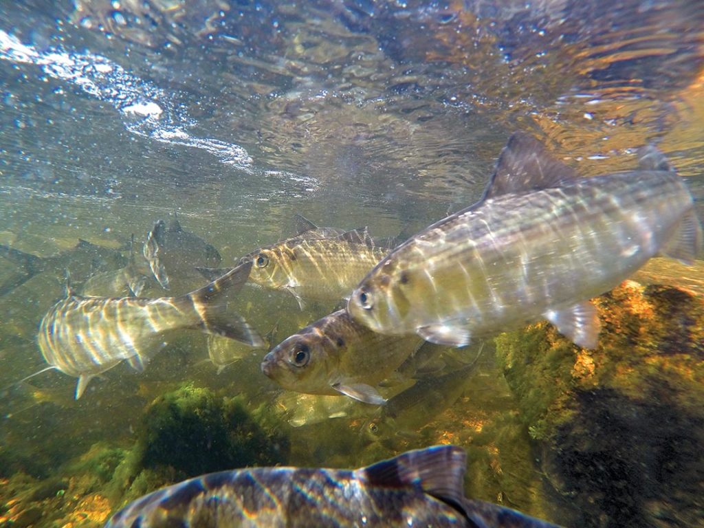 With a continued moratorium on the harvest of river herring, anglers have made a science out of fooling big bass in and around schools of tasty “bass candy” like these.