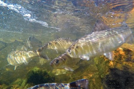 With a continued moratorium on the harvest of river herring, anglers have made a science out of fooling big bass in and around schools of tasty “bass candy” like these.
