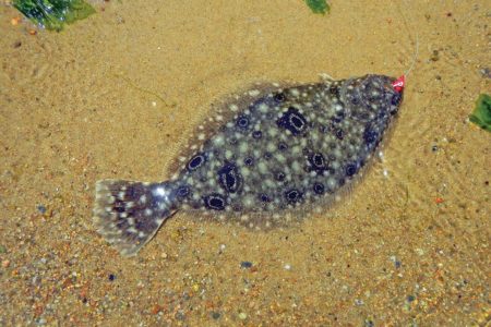 On a day when striped bass and bluefish failed to cooperate on a Cape beach, the author saved the trip by landing several fluke on a jig tipped with Gulp.
