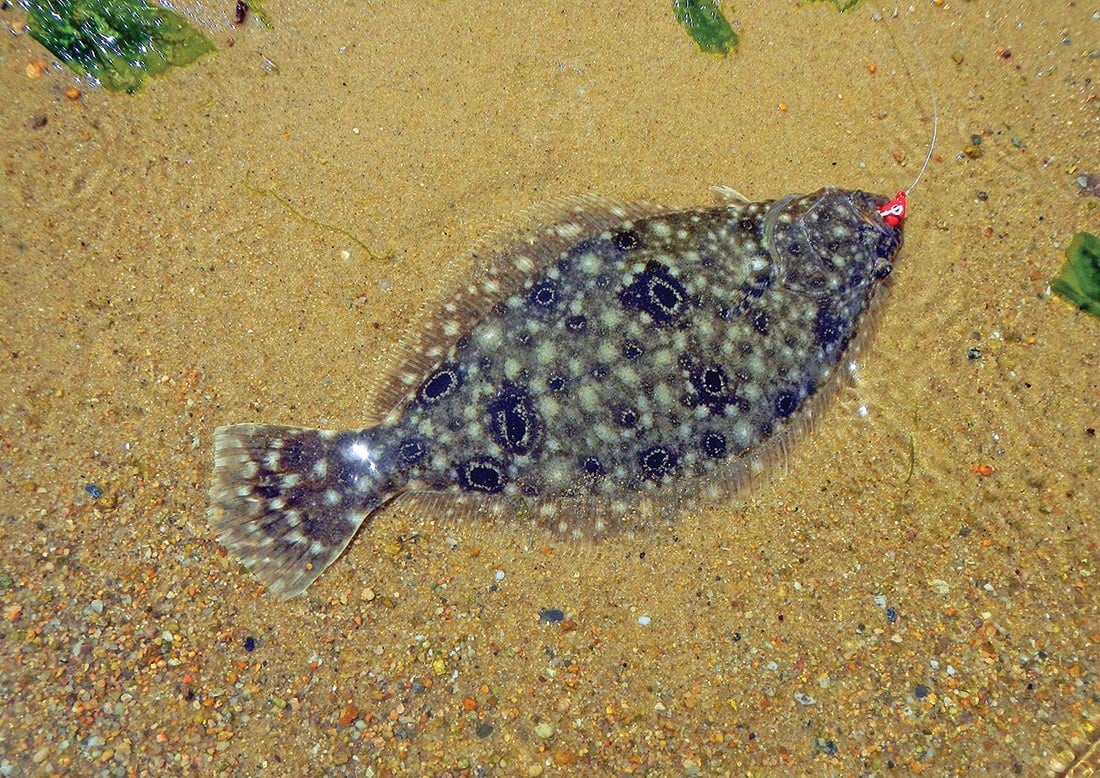 On a day when striped bass and bluefish failed to cooperate on a Cape beach, the author saved the trip by landing several fluke on a jig tipped with Gulp.
