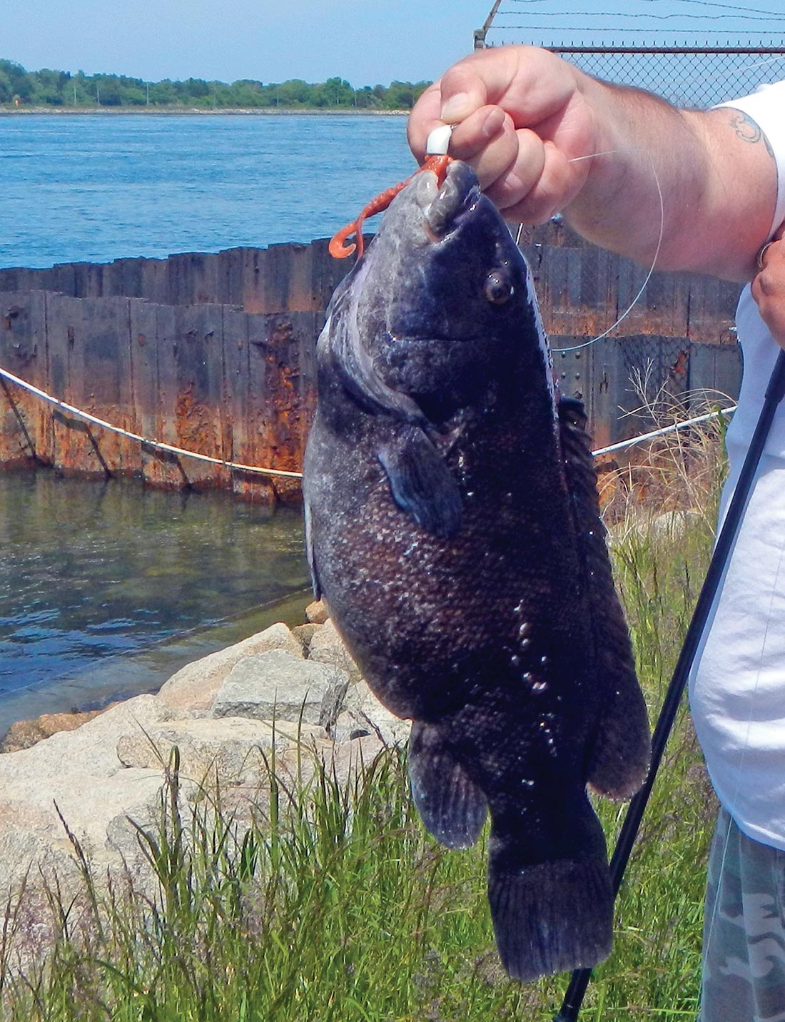 How many times has your Canal jig passed over the head of a large blackfish? This one simply couldn’t resist a Gulp shrimp.