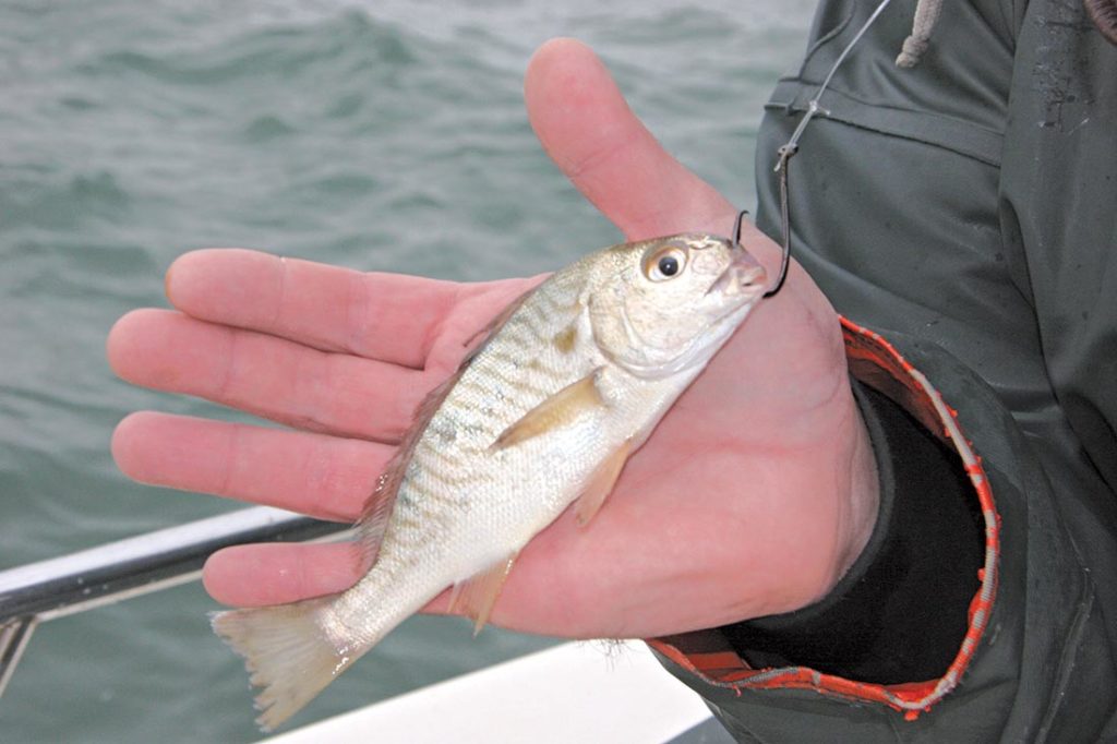 nshore Circle Hooks