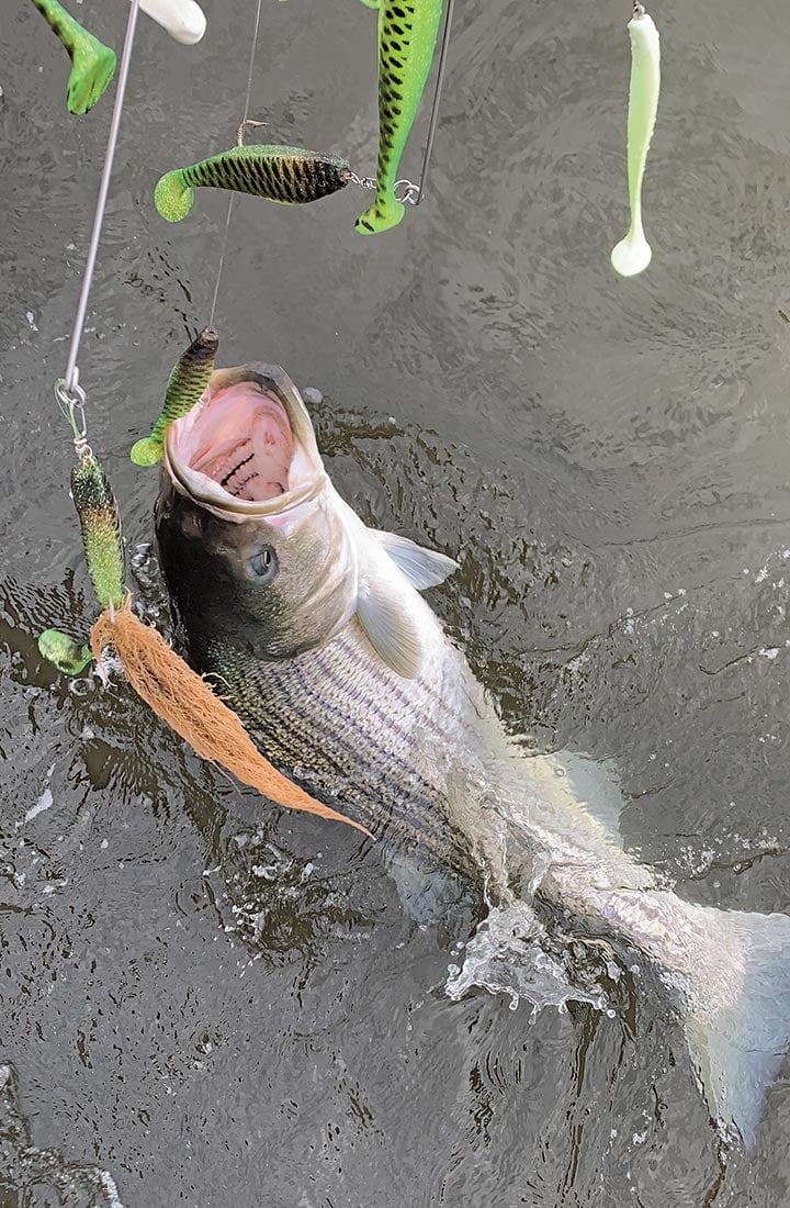 Inshore: Trolling Shallow Water Stripers - The Fisherman