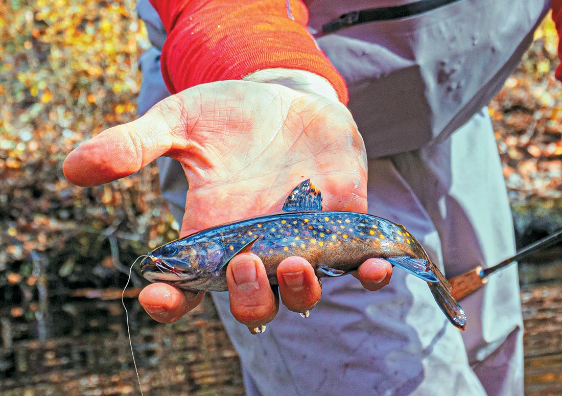 What a wild brook trout