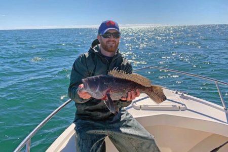 hefty keeper black sea bass