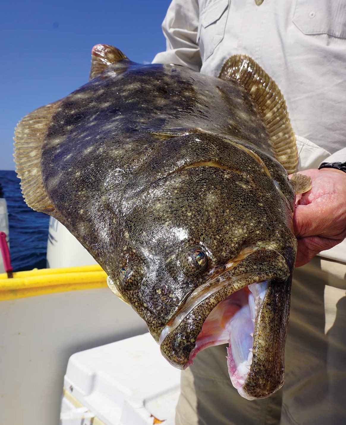 A perennial late summer hotspot for jumbo fluke