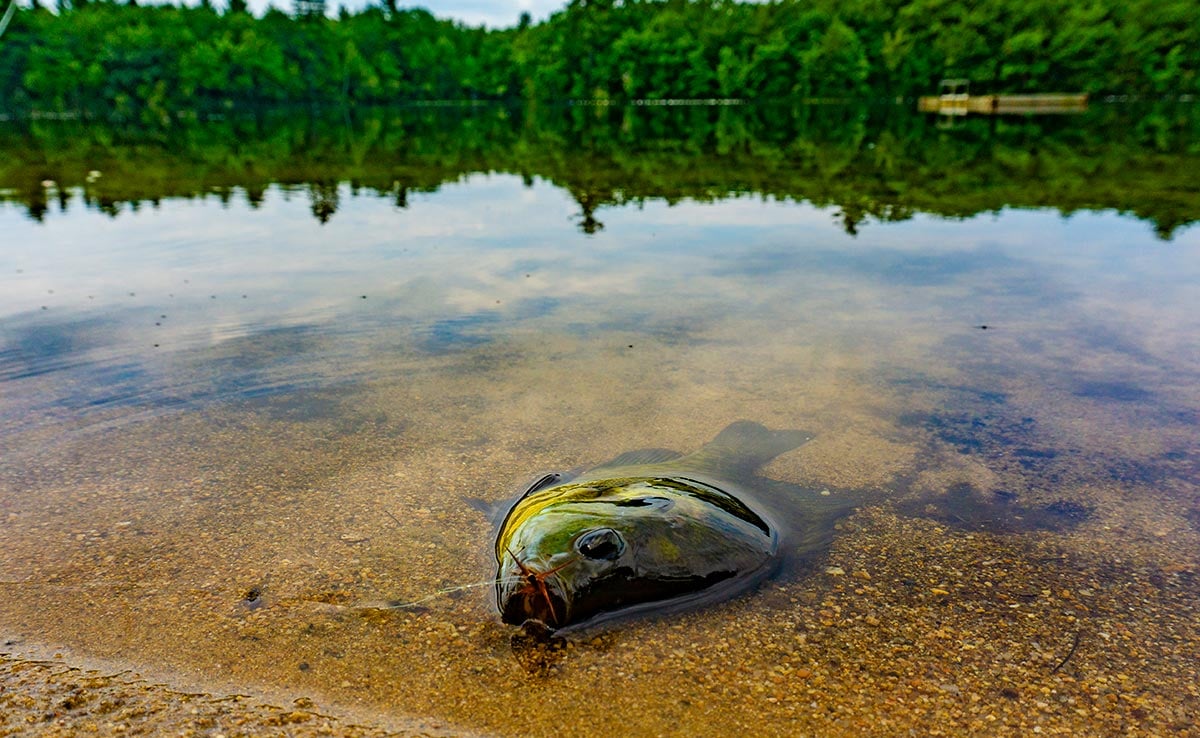 https://www.thefisherman.com/wp-content/uploads/2020/06/2020-06-15-FRESHWATERsunnyside-fly-fishing.jpg