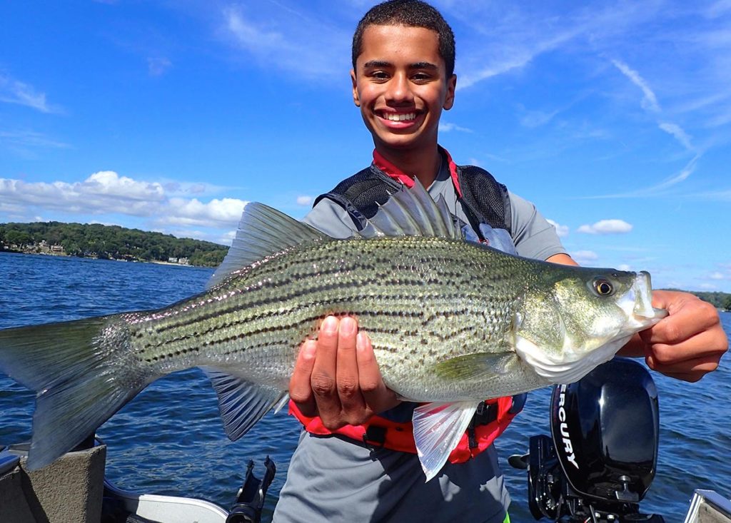 pure strain stripers