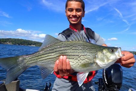 pure strain stripers