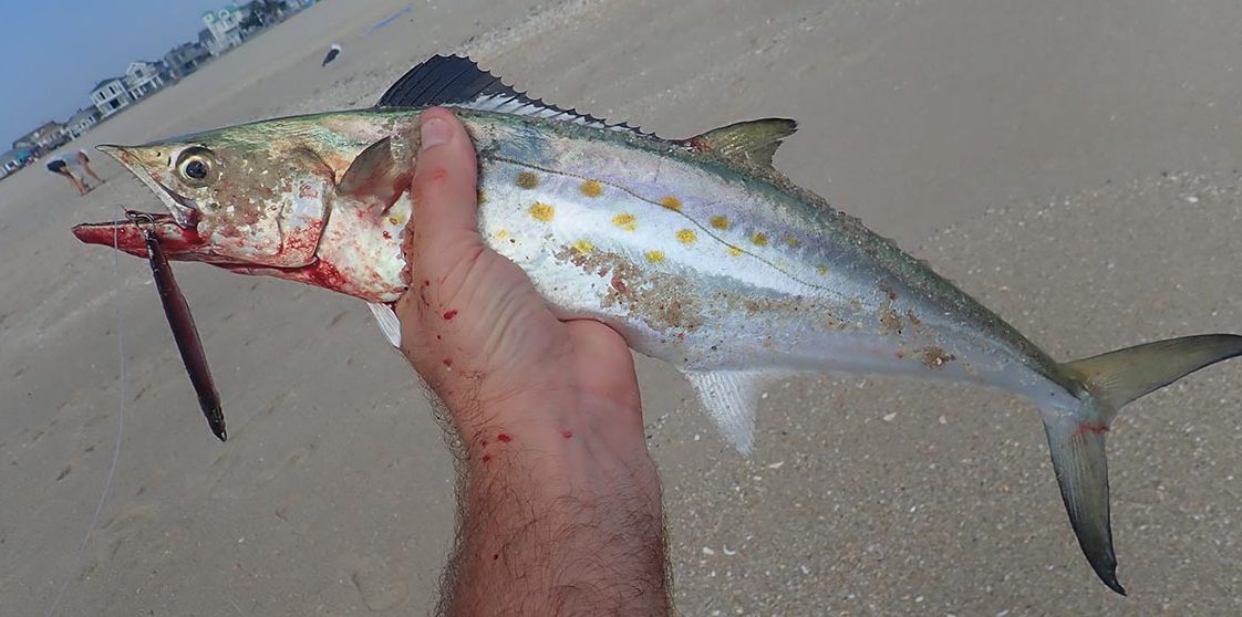 SPANISH MACKEREL