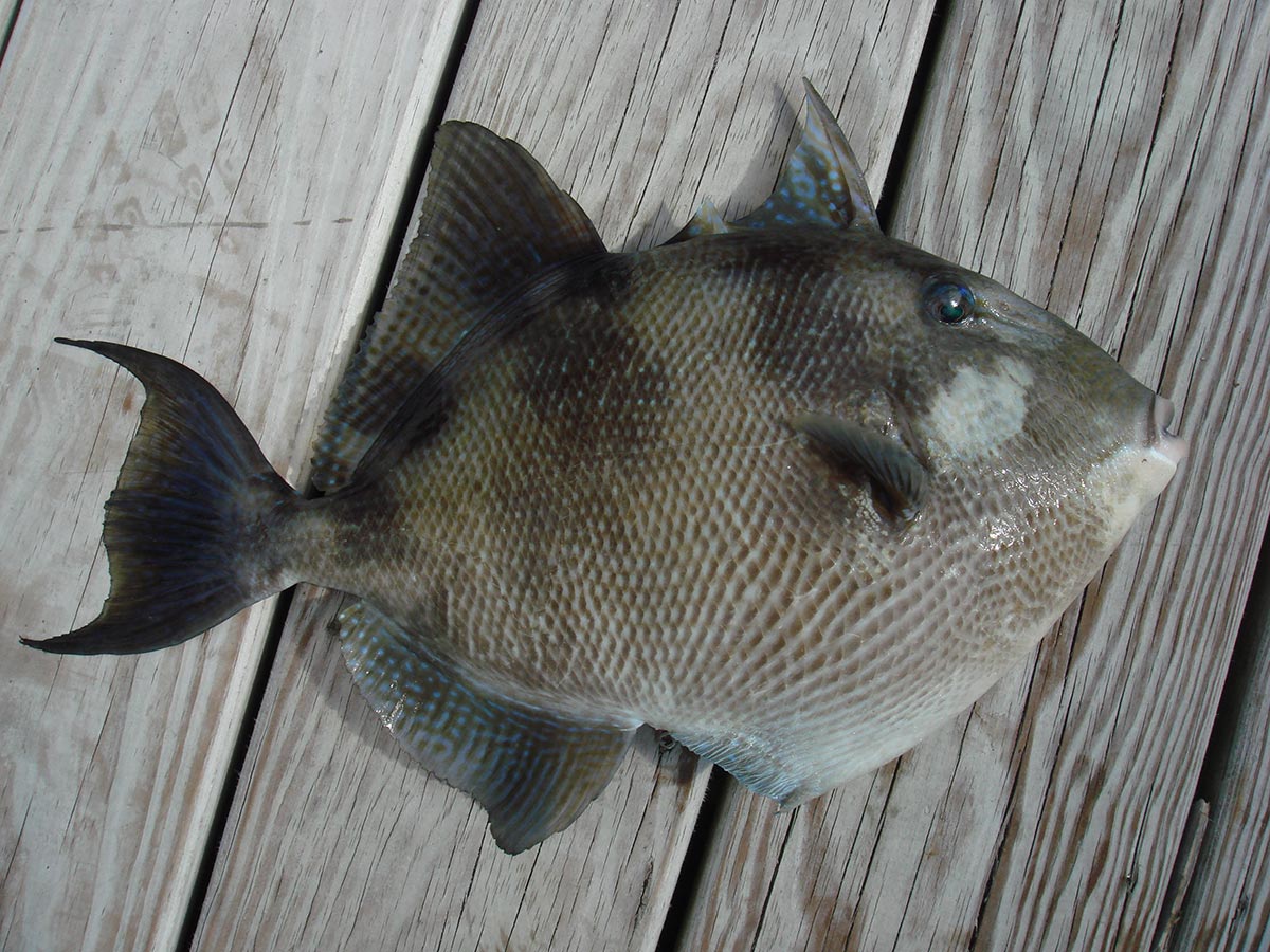 TRIGGERFISH